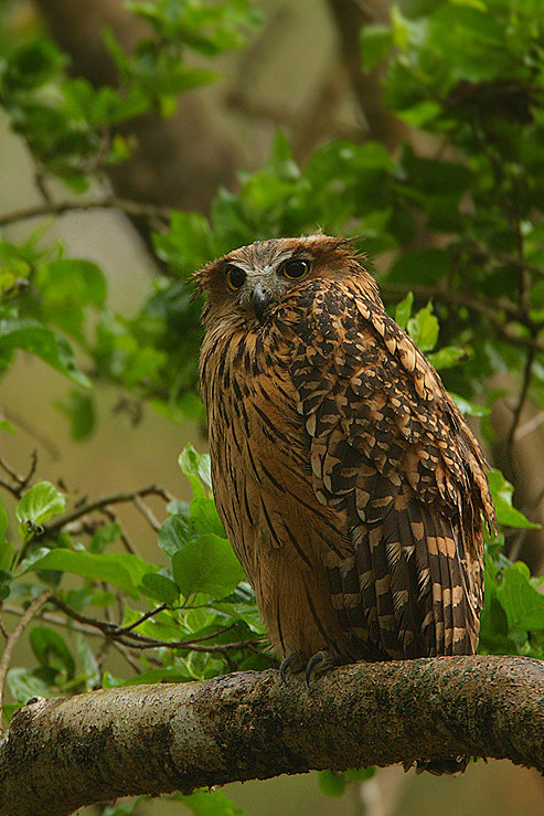 鸮形目鸱鸮科所罗门鸮属黄腿渔 