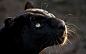 高清晰猫科动物摄影-金钱豹-黑豹-猎豹---酷图编号940666
