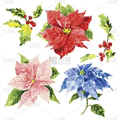 水彩手绘花与叶和荚属