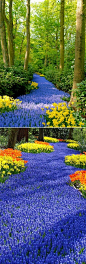Holland's Flower Garden