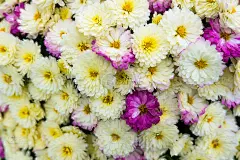 美丽的白色和紫色菊花