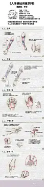 《人体基础讲座系列》共六章-头部、颈部、躯干、手臂与手、腿部与脚、全身。我分成六个长条一章一条。该系列详解了在画人体每个部位的时很容易遗漏与画错的小细节，记住这些小细节能帮助你画的更加精准更加栩栩如生。【转载请说明出处】教程原网址：http://t.cn/R7FtXcQ