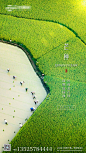 【源文件下载】 海报 房地产 二十四节气 芒种 大气