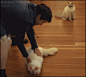 4gifs:

Cat loves being slid across the floor. [video]