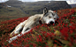 animals dogs landscapes mountains plants wallpaper (#496748) / Wallbase.cc