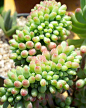 八千代Sedum pachyphyllum 又名乙女心，是日文“少女心”的意思,是景天科景天属的多肉植物。对初养多肉植物的爱好者来讲,可不要将其与景天科青锁龙属的星乙女弄混淆了。