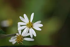白紫菀花红色鲜花花朵植物高清壁纸素材下载图片编码818A7670 – 饿狐背景网站-微距高清设计素材免费图片下载海报壁纸摄影背景素材，背景图，背景墙，背景板，背景图片，背景纹理，背景板设计，背景材质，背景大图