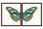 Butterfly Diptych Print I, Black Frame on OneKingsLane.com: 