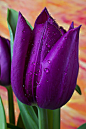 ~~ Purple Tulip ~~: 