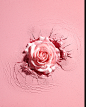 rose.jpg (1600×1000)