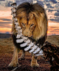 雄狮咬着脊椎骨 来自残酷的动物们 - 微博