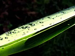 高清植物清新护眼壁纸桌面