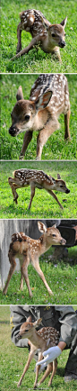【奈良公园的鹿宝宝】奈良公园迎来的今年第一头梅花鹿在13日诞生啦！ 这只鹿宝宝体重3.1kg，身长52cm，雄性。5月~6月正值鹿群的繁殖期，奈良公园预计有200头小鹿诞生。新生小鹿们会集中在“角きり場”鹿苑中驯养，7月中旬会放养在园内与游客见面。