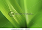 Macro photo of leaf green and fresh - stock photo