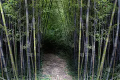 竹林，古老的亚洲景观