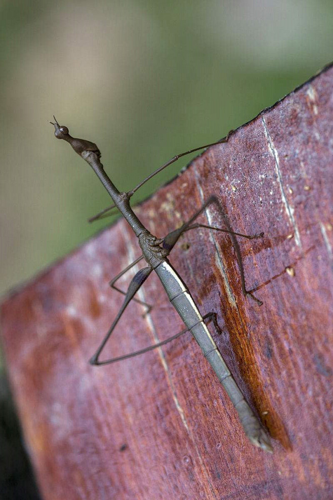 竹节虫目·竹节虫总科:竹节虫