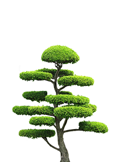 ZMD泽木艺术设计采集到景观植物