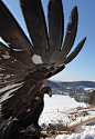 Orzeł przedni, Golden #eagle, perhaps they being mistaken as a thunderbird?: