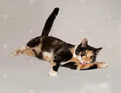 三色小猫咪躺在灰色的床上