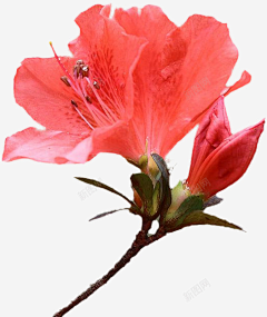 毛方尘采集到杜鹃花素材