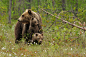 Photograph Brown bear family by Edwin Kats on 500px