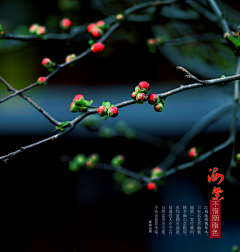长臂猿19采集到【微元素】照片-花鸟鱼宠