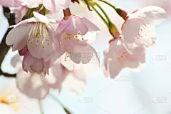 樱花,粉色,自然,季节,清新,图像,花朵,美,枝,自然美