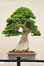 Juniperus bonsai