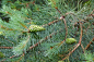 摘要常绿针叶林中生长的针叶松(Pinus Sylvestris Pinus Sylvestris)树