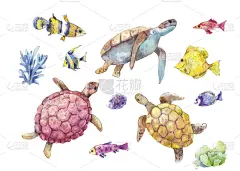 鱼类,海洋,藻类,水彩画,绿蠵龟,海龟,龟,神仙鱼,龟壳,水彩画颜料