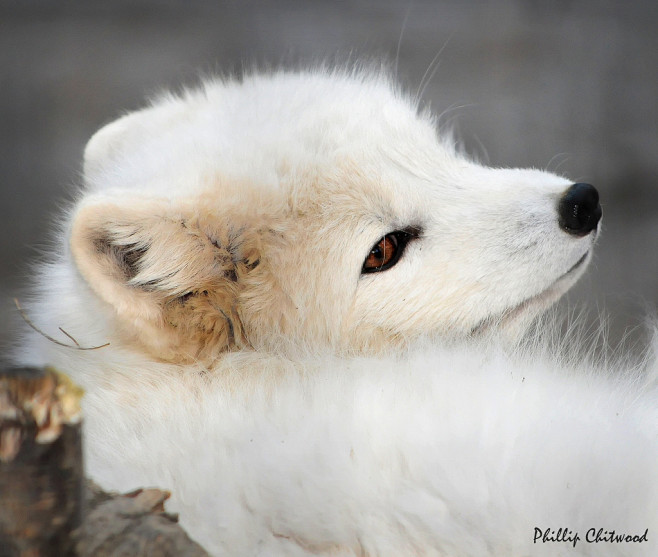 Arctic Fox
+ 1/800s ...