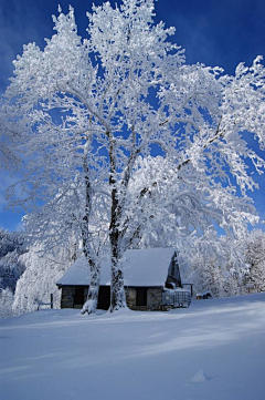 洫脃汐陽采集到雪景