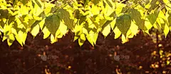 五彩缤纷的秋枝映衬着凉爽的蓝天，秋的概念也随之而来。黄金透空式。现代背景，壁纸或横幅设计