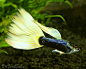 Fancy Blond Tux Half Black Guppy