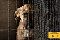 宝路 | Pedigree | 腾迈 | TBWA | Dog Cage, 2 | WE LOVE AD