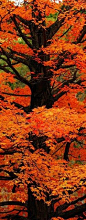 Tree of Orange, Sterling, Massachusetts