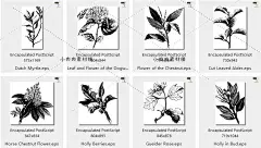 黑白手绘线稿图复古植物树叶种子包装印刷AI矢量设计素材AI194-淘宝网