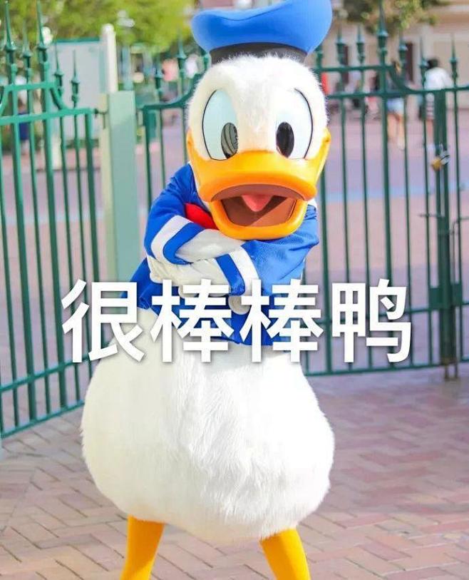 每天都要开心鸭好多鸭鸭表情包