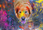 General 2048x1415 photography dog looking at viewer colorful