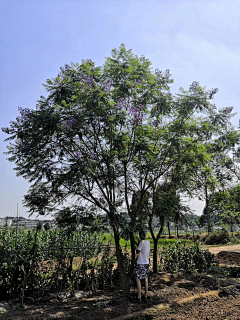 嵩云居士采集到落叶大乔植物意向