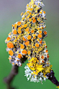 Macrophotographic-Images-of-Lichen: 