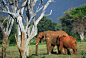 2012年3月12日，大象在肯尼亚察沃东部国家公园里吃草。为猎取象牙，屠杀大象的事件急剧增加。尽管肯尼亚政府和国际野生组织采取了大量的行动，该国估计总数为30000头的大象越来越受到不断增加的偷猎者的威胁。