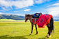 A horse on the grassland