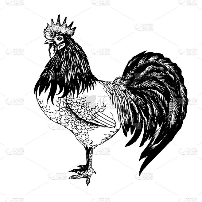 Rooster vector graphics素材-花瓣网