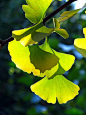 De specifieke vorm van Ginko bladeren   Foto by M Strasser: