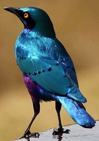 Greater Blue-eared G...