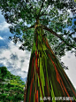 全球最美的树，最后一颗来自中国的树更是惊艳了千年 - 夏威夷的彩虹桉树 五颜六色的树皮可以用来造纸。