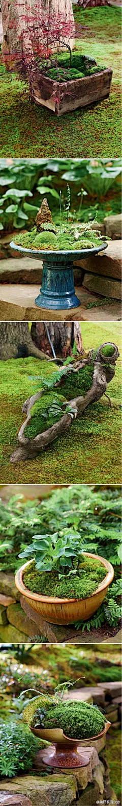 一提到苔藓盆景不免让我们想到日式风格的园艺景观，造型可爱、色调青翠的盆景被人们的想象力附加上不同的主题，一个小容器就是一个微缩的小世界。制作苔藓盆景的好处在于练就了我们的细心和耐心，可以随时将它捧在掌中近距离地欣赏这个清新的小世界。