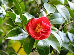 春天,自然,粉色,风景,图像,壁纸,美,自然美,无人,植物