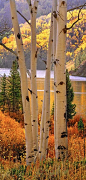 Aspens and Cataract Lake near Silverthrone, Colorado • Rocky Mountain Photography